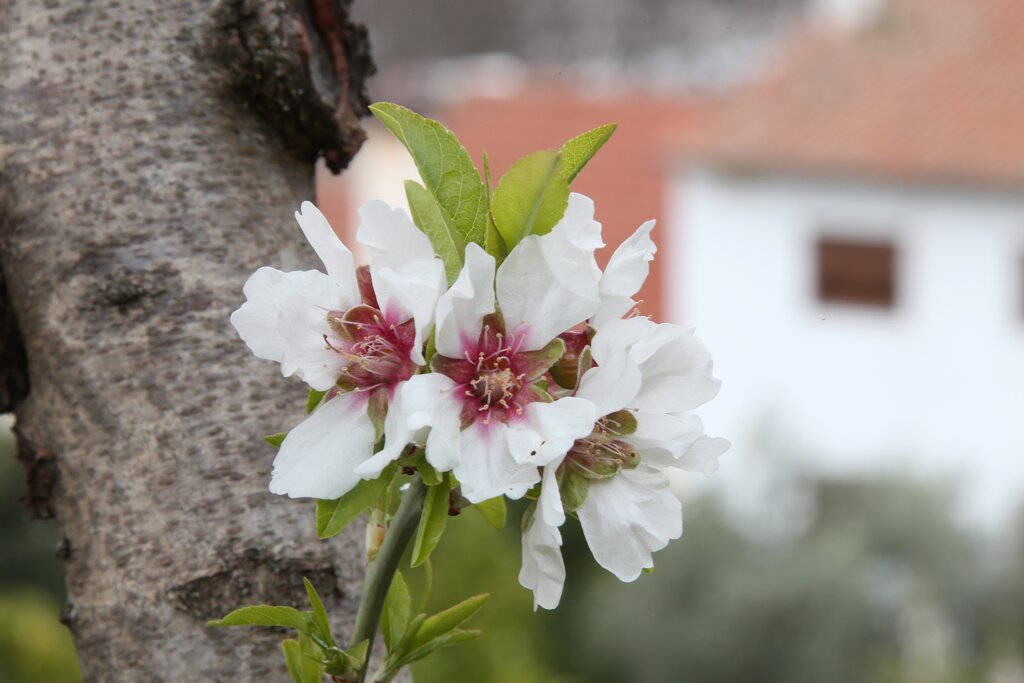 Torre de Moncorvo recebe Festividades das Amendoeiras em Flor